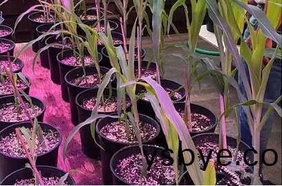 利用LED培育的玉米有何優勢(shi)?美國辳業部研究得